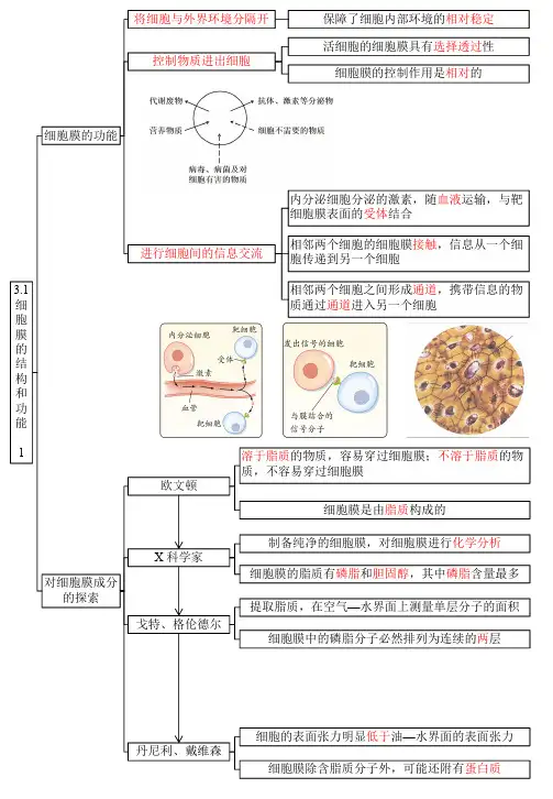 3.1细胞膜的结构和功能(答案版)