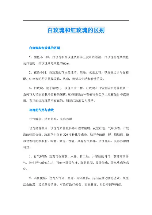 白玫瑰和红玫瑰的区别