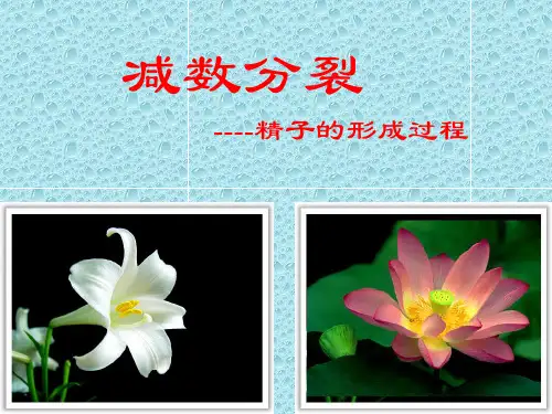 减数分裂--精子的形成过程