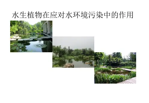 植物生态学汇报---水生植物在应对水环境污染中的作用