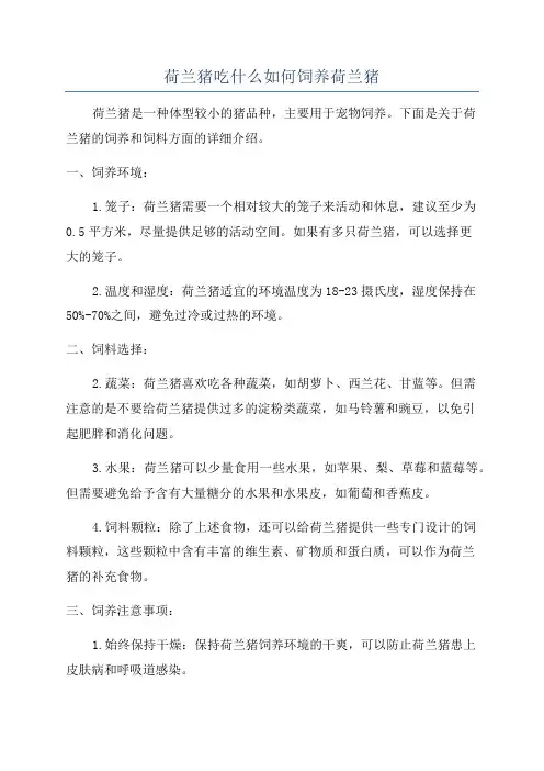 荷兰猪吃什么如何饲养荷兰猪