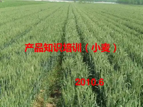 产品知识培训(小麦)课件