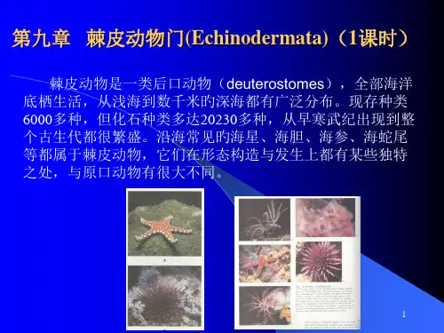 动物学11棘皮动物门