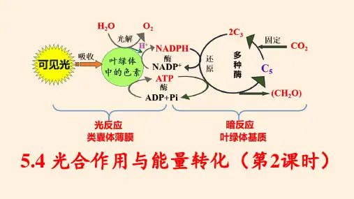 新教材生物人教版必修一精品公开课课件5-4 光合作用与能量转化(第2课时)