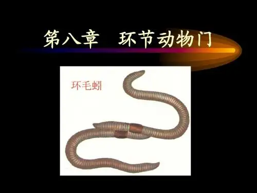 第八章 环节动物门