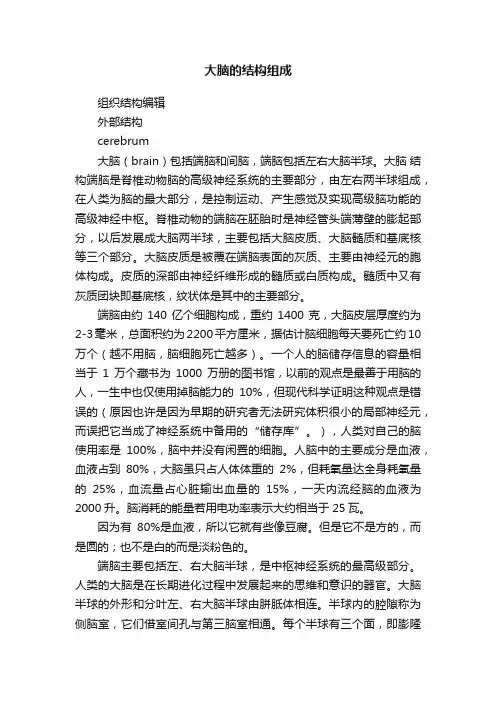 大脑的结构组成