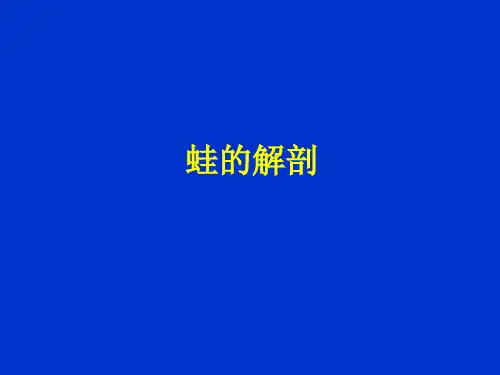 实验二 蛙的解剖