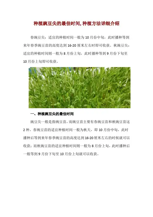 种植豌豆尖的最佳时间,种植方法详细介绍