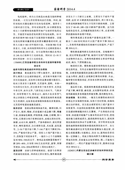 蛋鸡慢性禽流感的科学防治措施