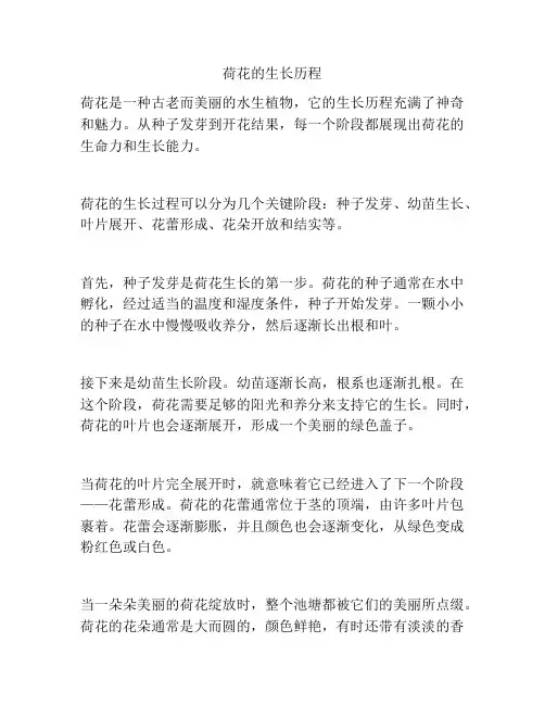 荷花的生长历程