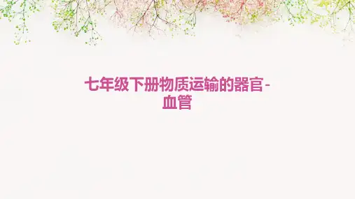 七年级下册物质运输的器官-血管