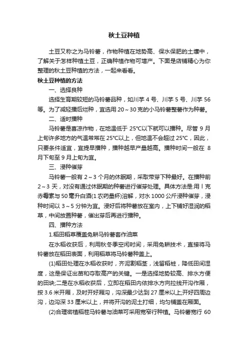 秋土豆种植