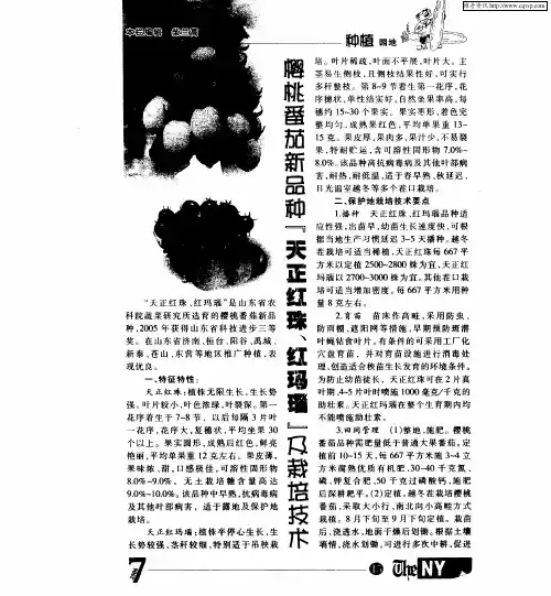 樱桃番茄新品种“天正红珠、红玛瑙”及栽培技术