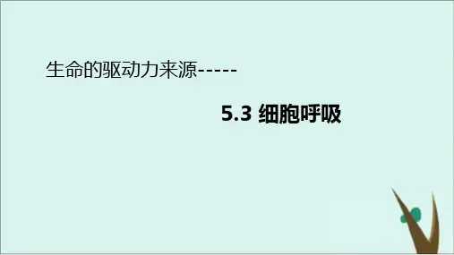 人教版高中生物必修1 第5章第3节 细胞呼吸 课件完美版15ppt