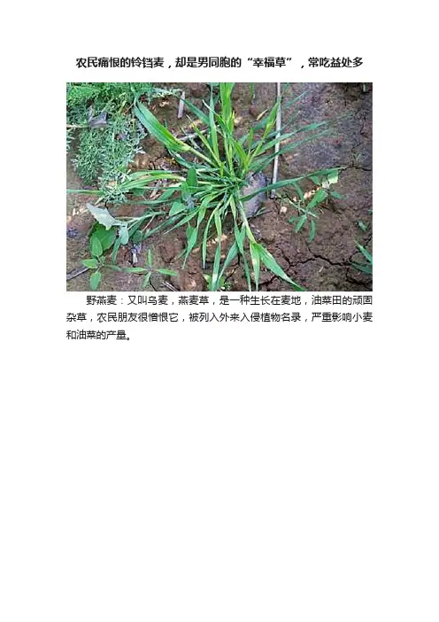 农民痛恨的铃铛麦，却是男同胞的“幸福草”，常吃益处多