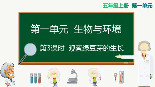 教科版五年级科学上册第3课时 观察绿豆芽的生长公开课课件