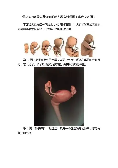 怀孕1-40周完整详细的胎儿发育过程图（彩色3D图）