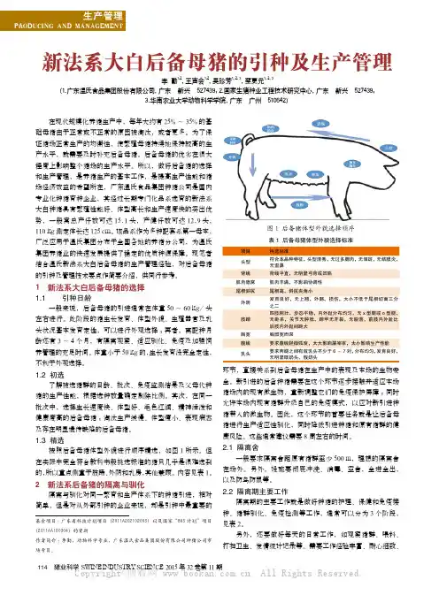 新法系大白后备母猪的引种及生产管理