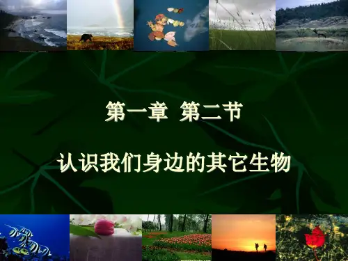 第二节认识我们身边的其它生物(共42张PPT)
