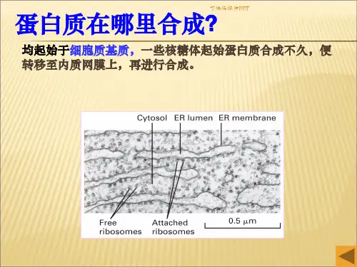 蛋白质的分选ppt课件