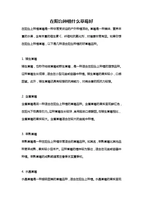 在阳台种植什么草莓好