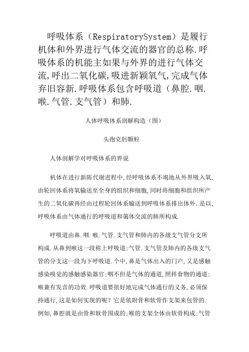 呼吸系统构造图(详细)