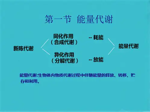 生理学  能量代谢与(共31张PPT)