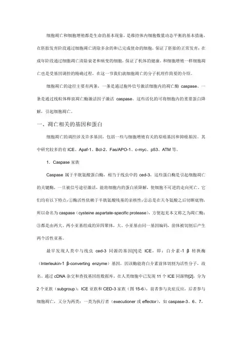 凋亡相关的基因和蛋白