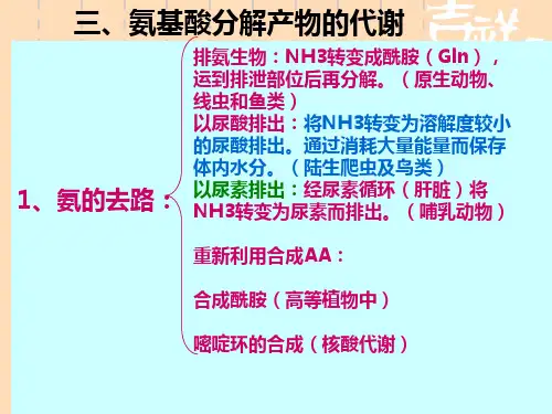 氨基酸分解产物的代谢