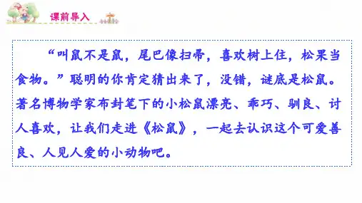 《17松鼠》PPT课件