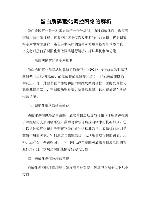 蛋白质磷酸化调控网络的解析