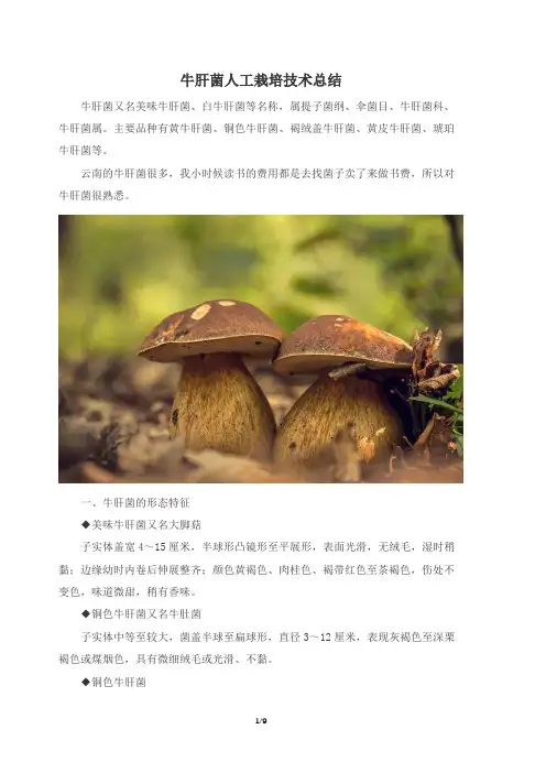 牛肝菌人工栽培技术总结