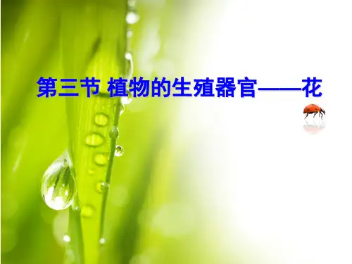 植物的花--植物的生殖器官——花 ppt课件