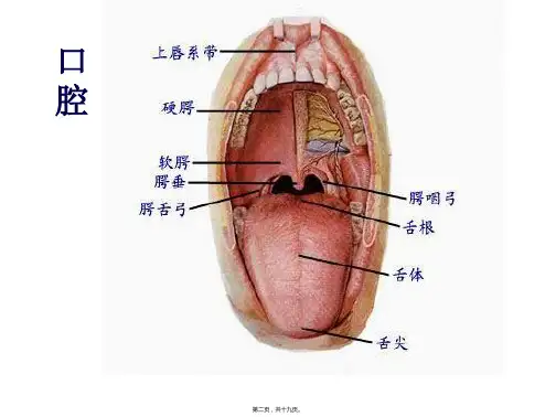 人体的消化系统图