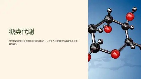 《糖类代谢 》课件