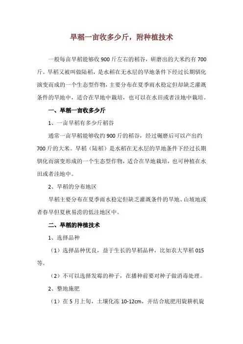 旱稻一亩收多少斤,附种植技术