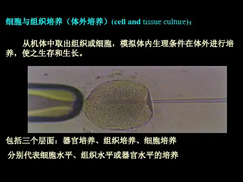 动物细胞培养基本技术与原理备课讲稿
