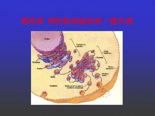 人体解剖生理学： 第四章  神经肌肉组织的一般生理