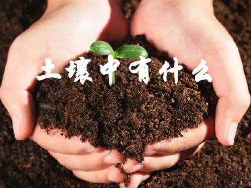 《土壤中有什么》地球表面及其变化 最新小学精品公开课件