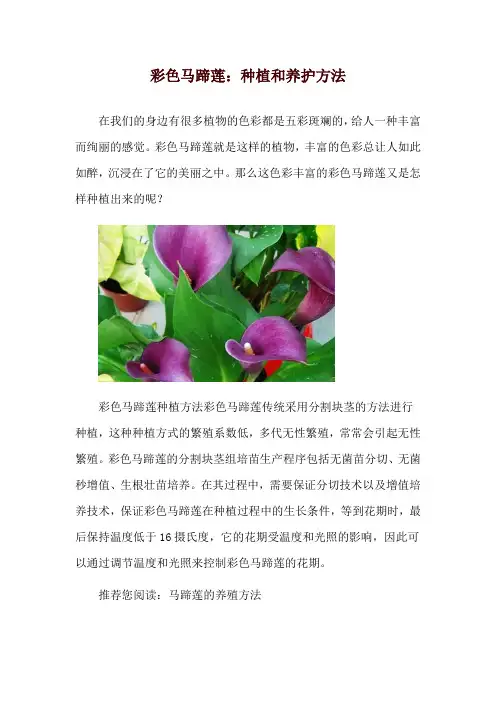彩色马蹄莲：种植和养护方法