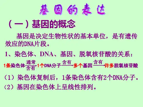 基因的表达复习课课件