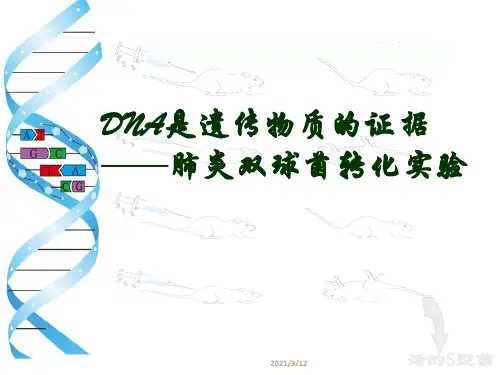 生物：肺炎双球菌转化实验PPT课件