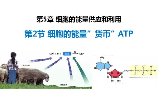 【课件】细胞的能量“货币”ATP课件2022-2023学年高一上学期生物人教版必修1