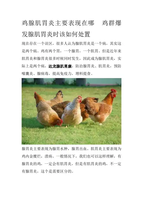 鸡腺肌胃炎主要表现在哪鸡群爆发腺肌胃炎时该如何处置