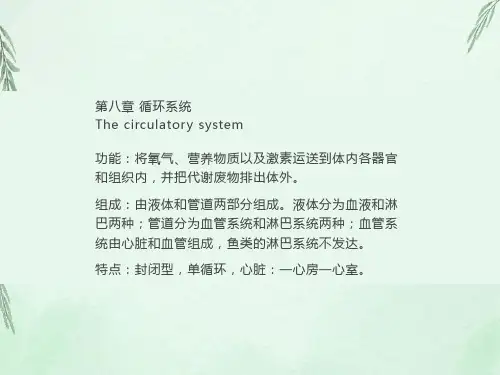 鱼类的循环系统