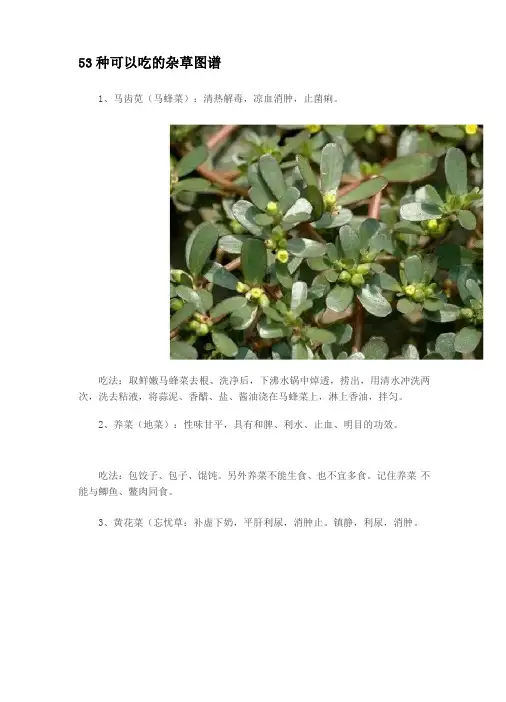 53种可以吃的杂草图谱