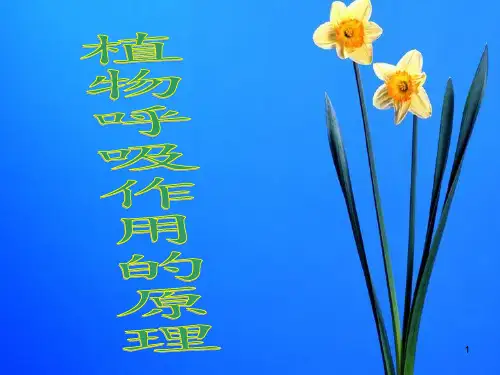 植物呼吸作用的原理ppt课件