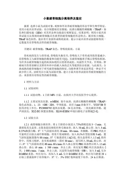 小鼠破骨细胞分离培养及鉴定