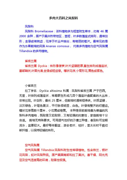 多肉大百科之凤梨科