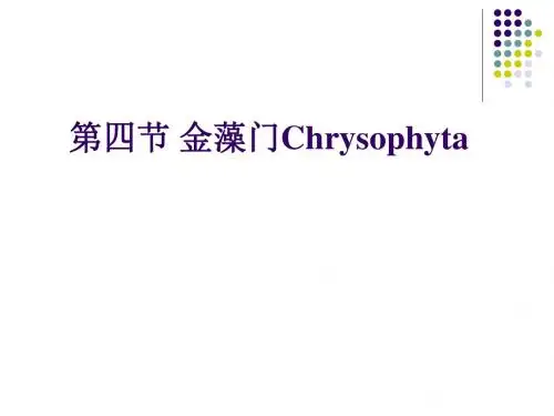 水生化学金藻门 黄藻门-PPT课件
